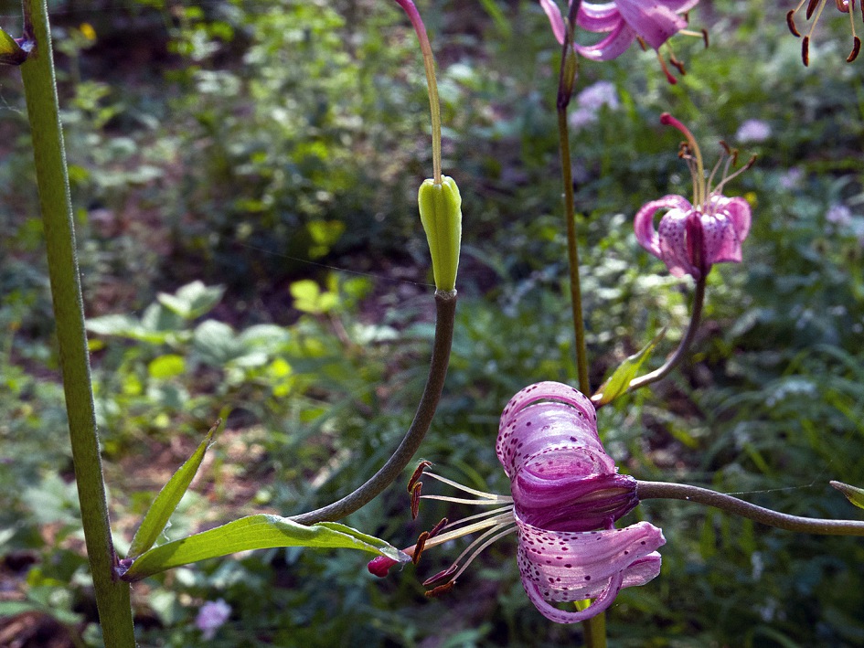 Image of Lilium martagon specimen.