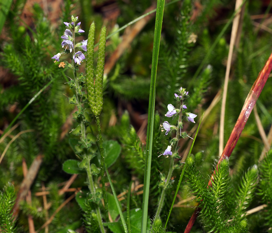 Изображение особи Veronica officinalis.