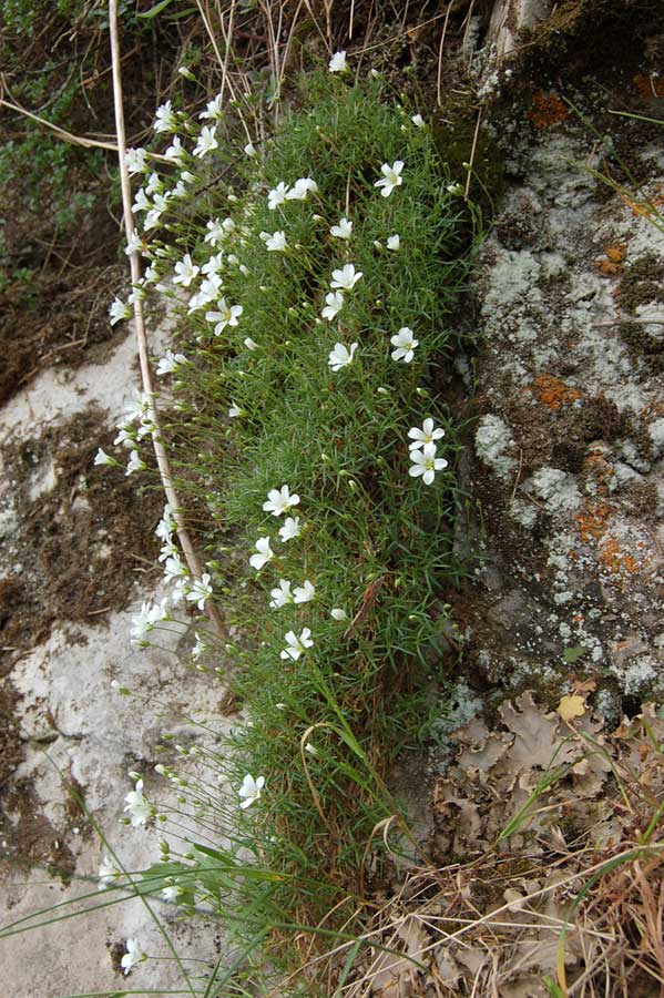 Image of Minuartia helmii specimen.