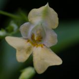 Impatiens parviflora