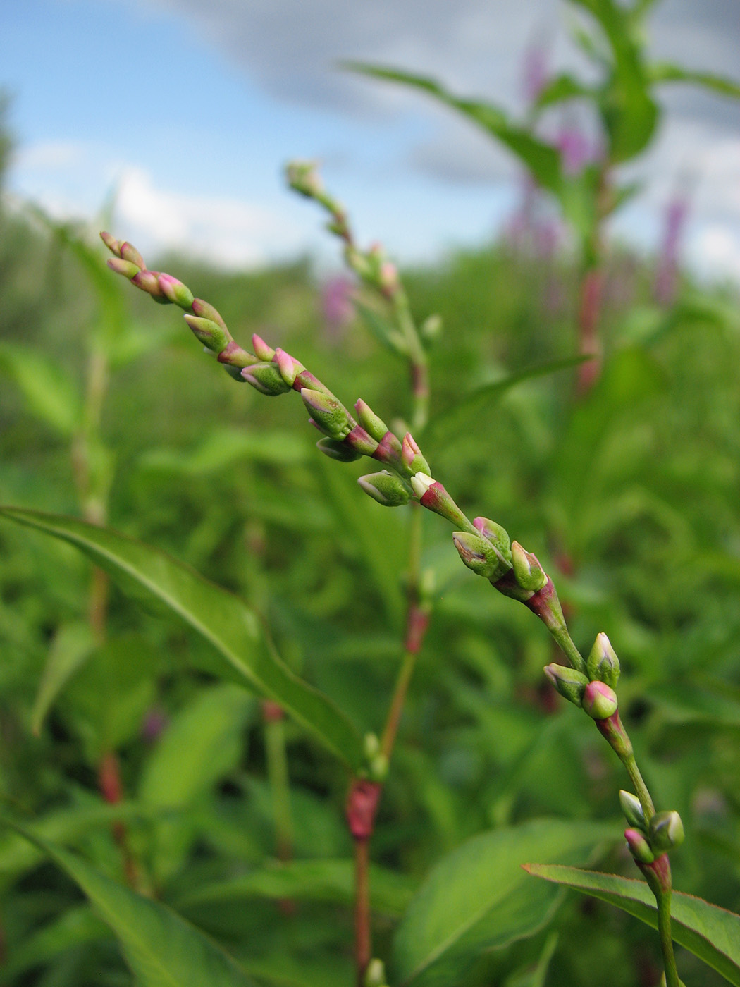 Image of Persicaria hydropiper specimen.