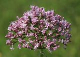 Valeriana alternifolia