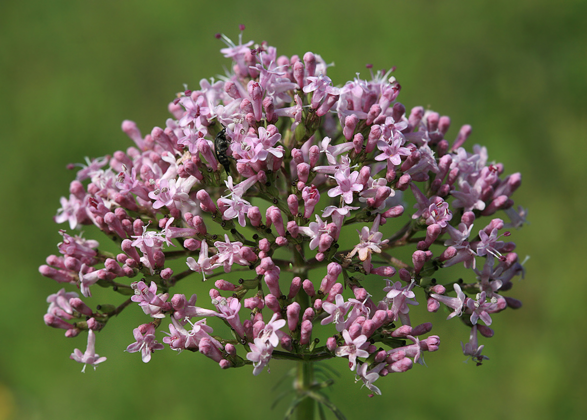 Image of Valeriana alternifolia specimen.