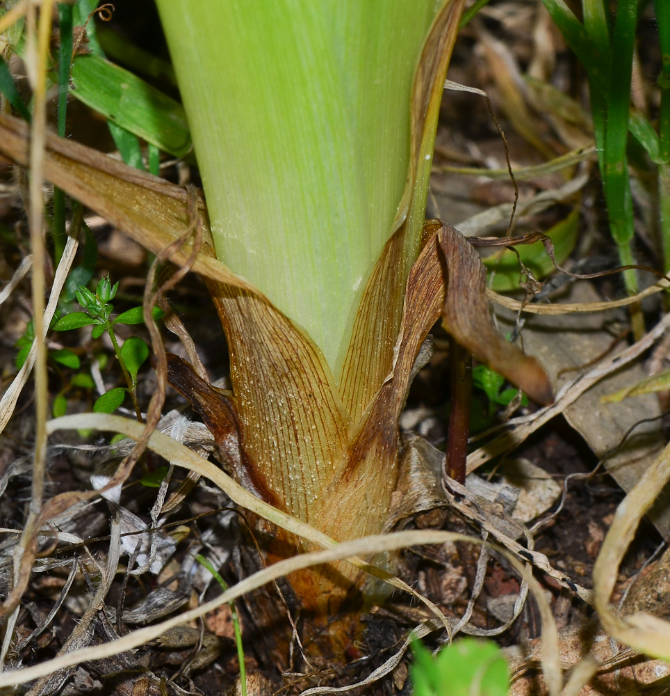 Изображение особи Iris bismarckiana.