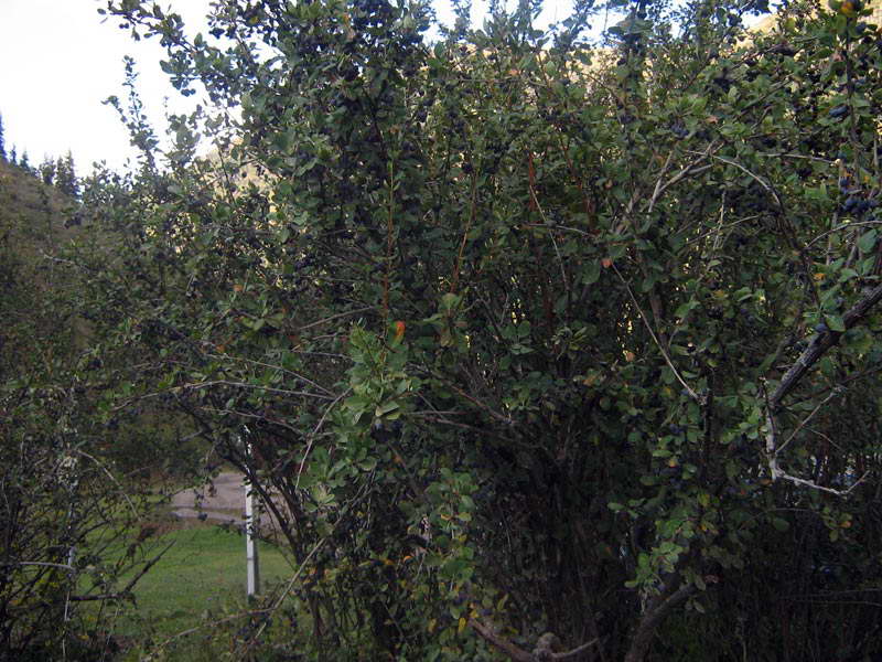 Image of Berberis sphaerocarpa specimen.