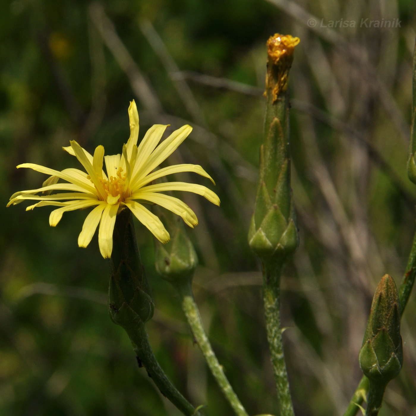 Изображение особи Scorzonera albicaulis.