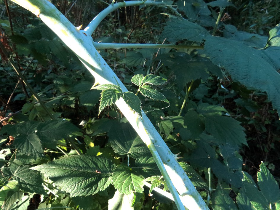 Image of Rubus occidentalis specimen.