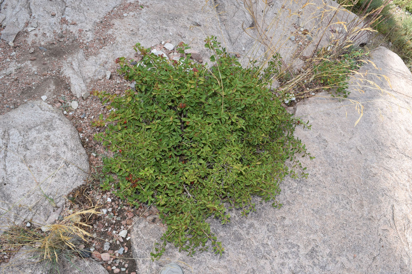 Image of Cerasus tianshanica specimen.