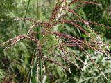 Miscanthus sinensis