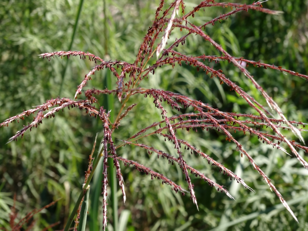 Изображение особи Miscanthus sinensis.