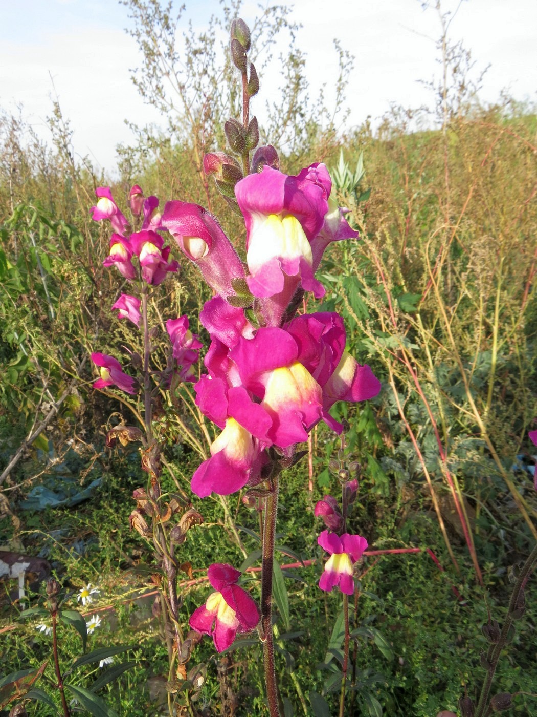 Image of Antirrhinum majus specimen.
