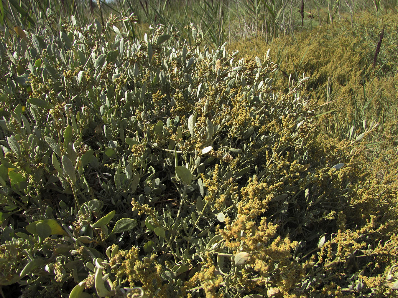 Image of Halimione portulacoides specimen.