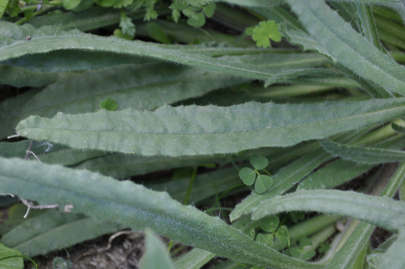 Image of Anchusa officinalis specimen.