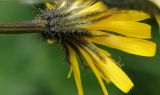 Crepis caucasica. Соцветие (вид со стороны обёртки). Краснодарский край, Адлерский р-н, окр. пос. Красная Поляна, гора Аибга, пик Чёрная пирамида, берег ручья, выс. ≈ 2000 м н.у.м. 19.09.2016.