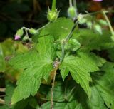 Geranium gracile. Листья, бутоны и невызревшие плоды. Краснодарский край, Адлерский р-н, окр. пос. Красная Поляна, гора Аибга, водопад Поликаря, опушка леса, выс. ≈ 1500 м н.у.м. 19.09.2016.