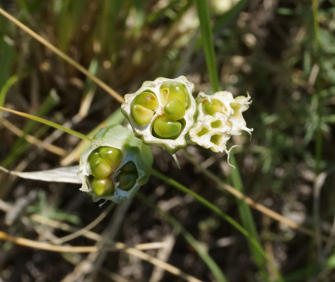 Image of Iris pallasii specimen.