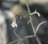 Petrorhagia illyrica ssp. haynaldiana