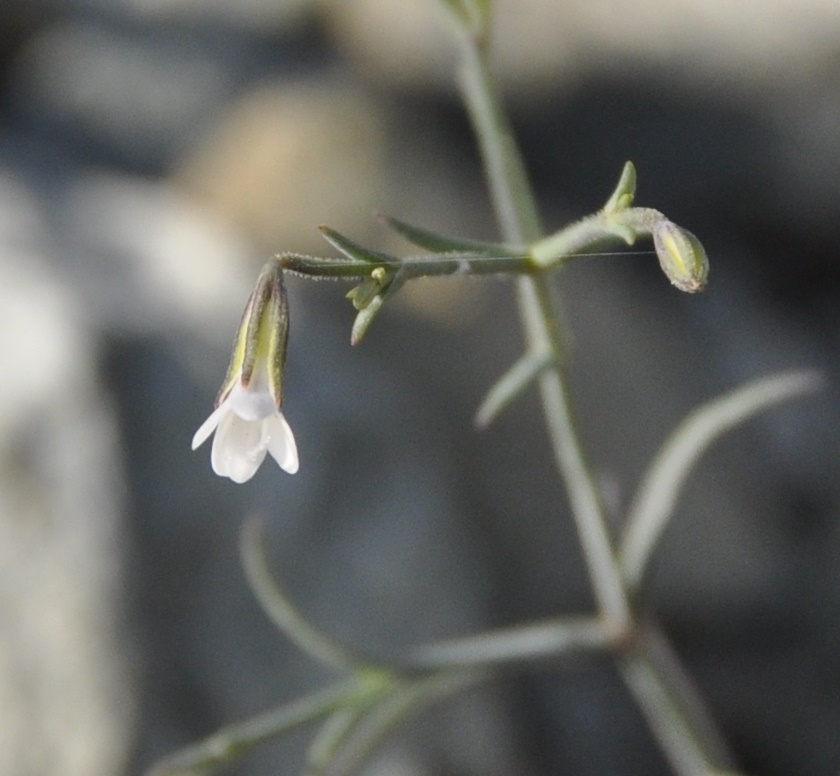 Изображение особи Petrorhagia illyrica ssp. haynaldiana.