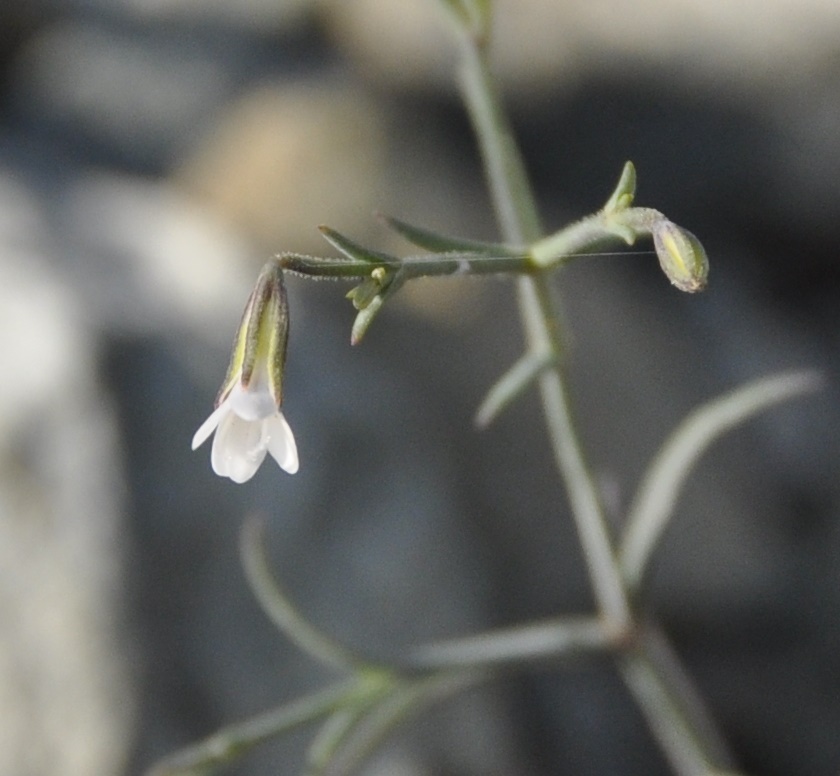Image of Petrorhagia illyrica ssp. haynaldiana specimen.
