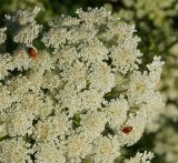 Daucus sativus