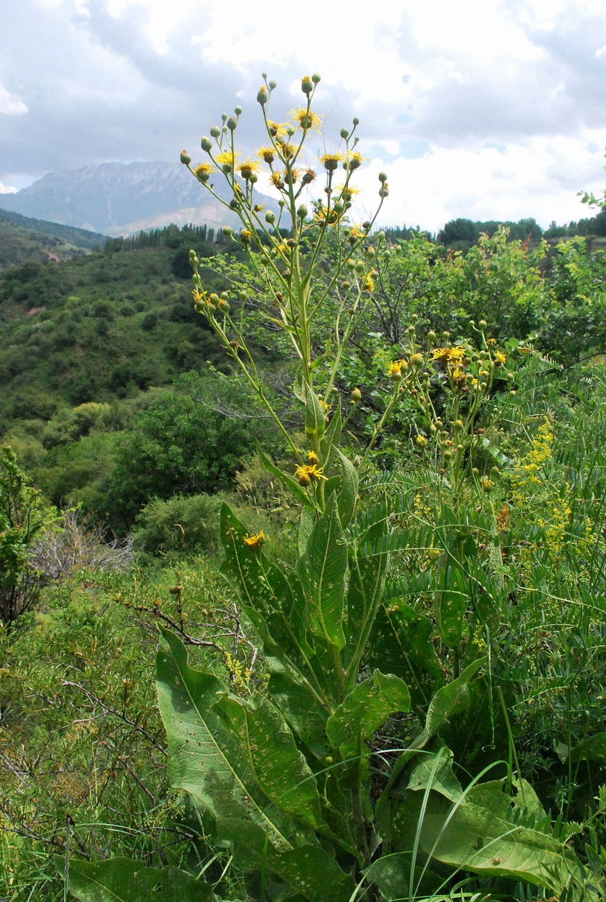 Изображение особи Inula macrophylla.
