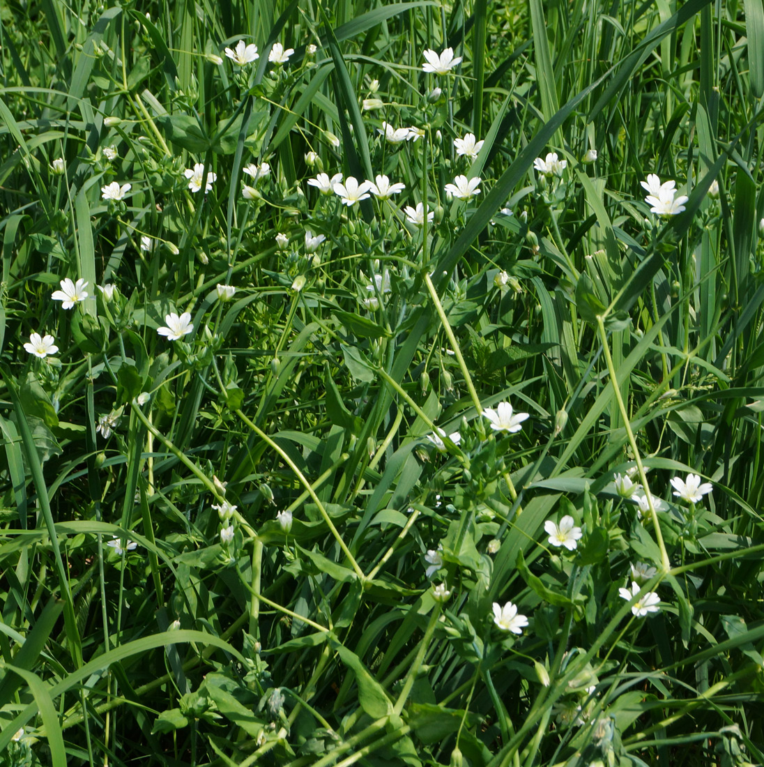 Изображение особи Cerastium davuricum.