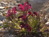 Pedicularis ochotensis. Цветущее растение. Магаданская обл., окр. Магадана, п-ов Старицкого, горная тундра. 19.06.2010.