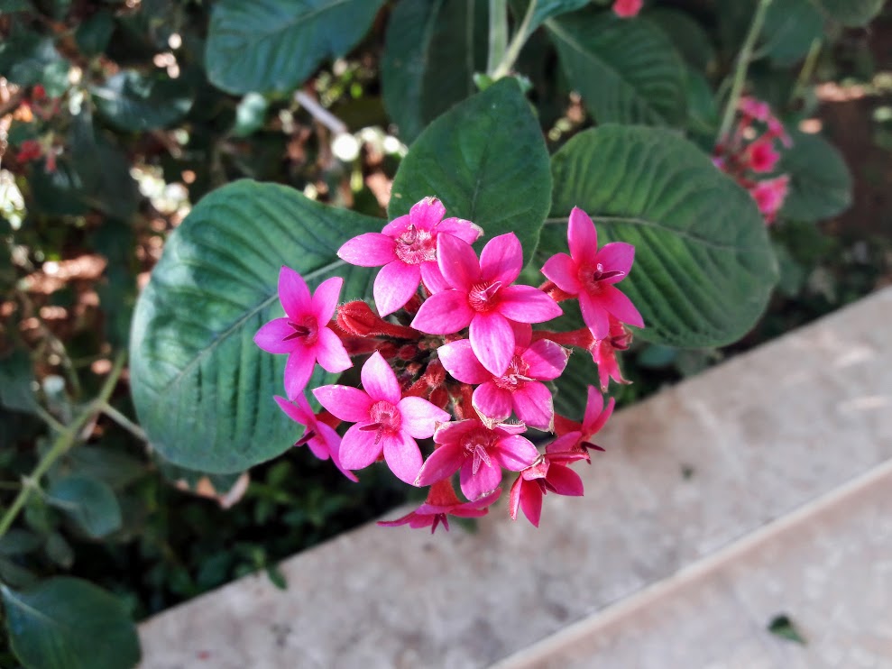 Image of Pentas lanceolata specimen.