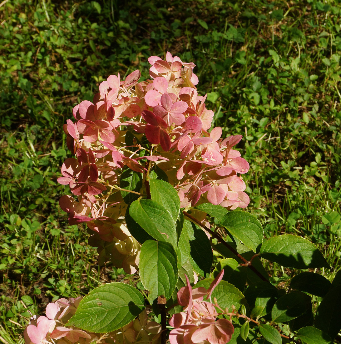 Image of Hydrangea paniculata specimen.