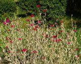 Lychnis coronaria. Доцветающие верхушки растений. Восточный Казахстан, г. Усть-Каменогорск, Архитектурно-ландшафтный музей-заповедник, в культуре. 04.09.2016.