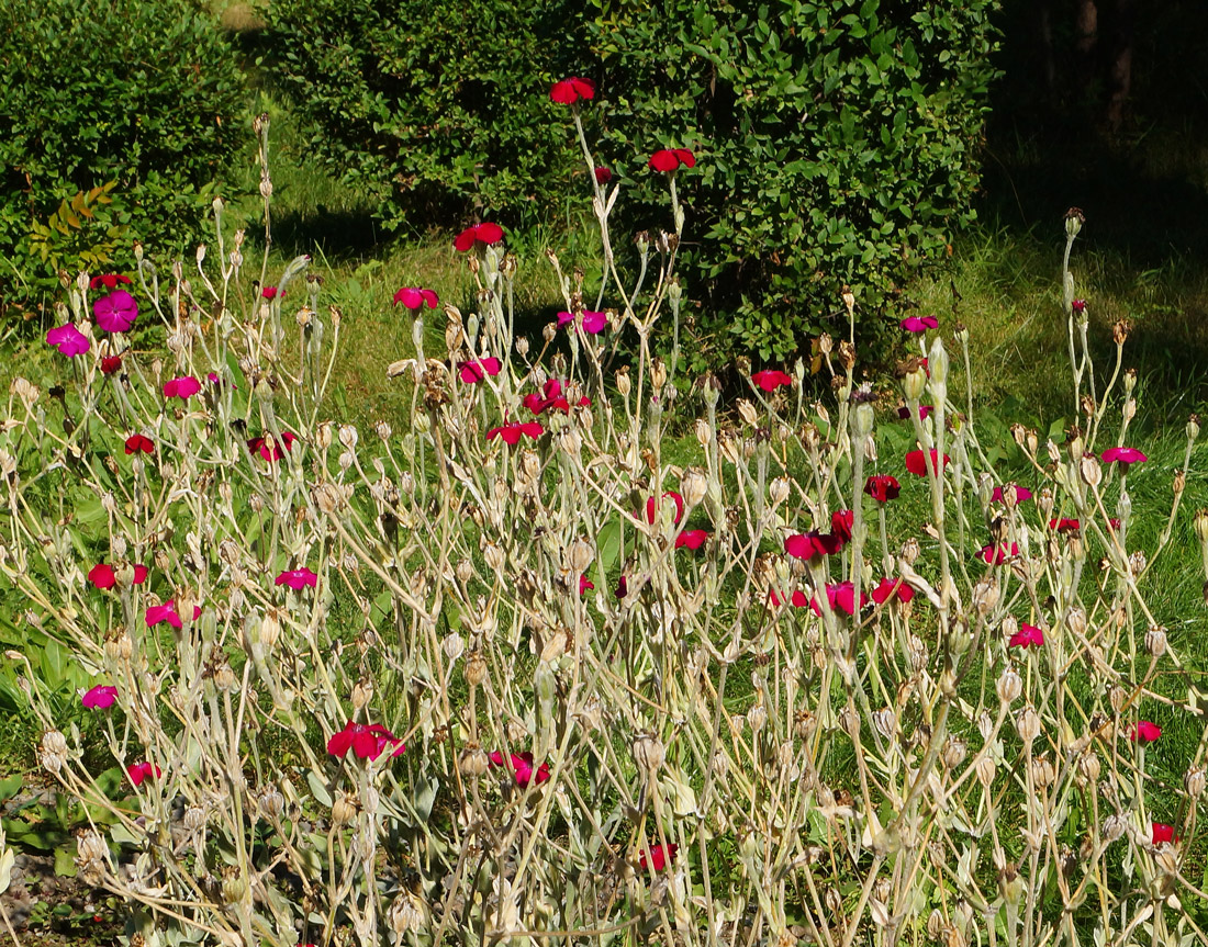 Изображение особи Lychnis coronaria.