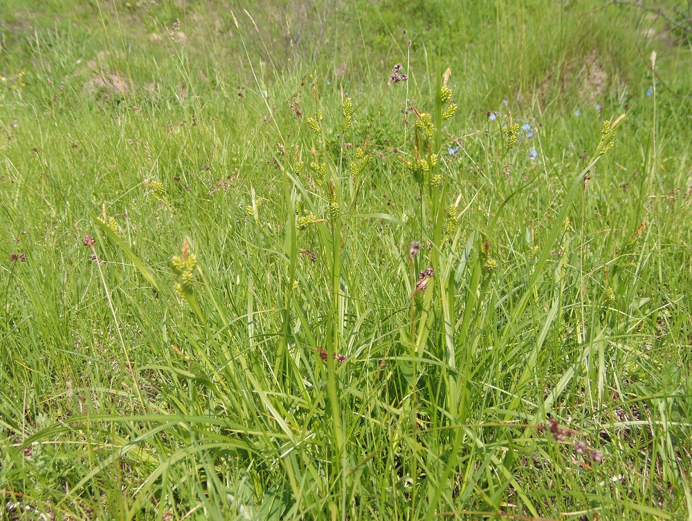 Image of Carex pallescens specimen.