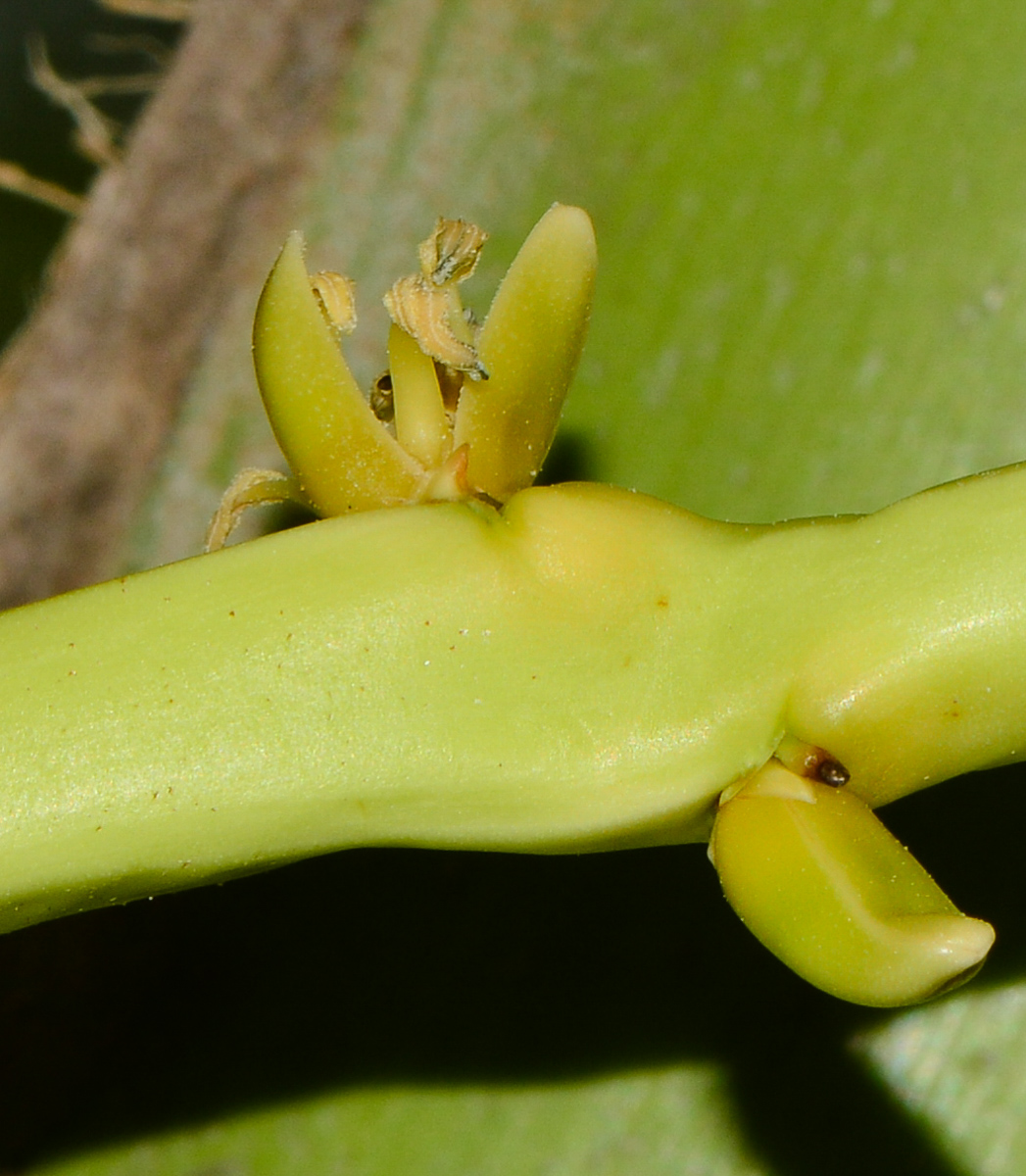 Image of Cocos nucifera specimen.