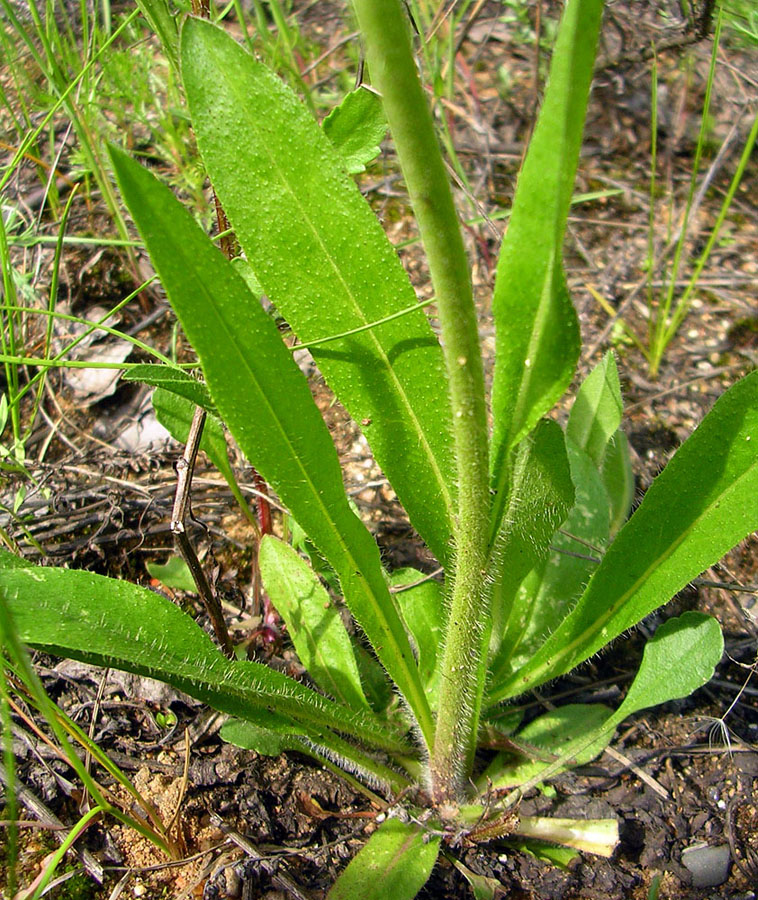 Image of genus Pilosella specimen.