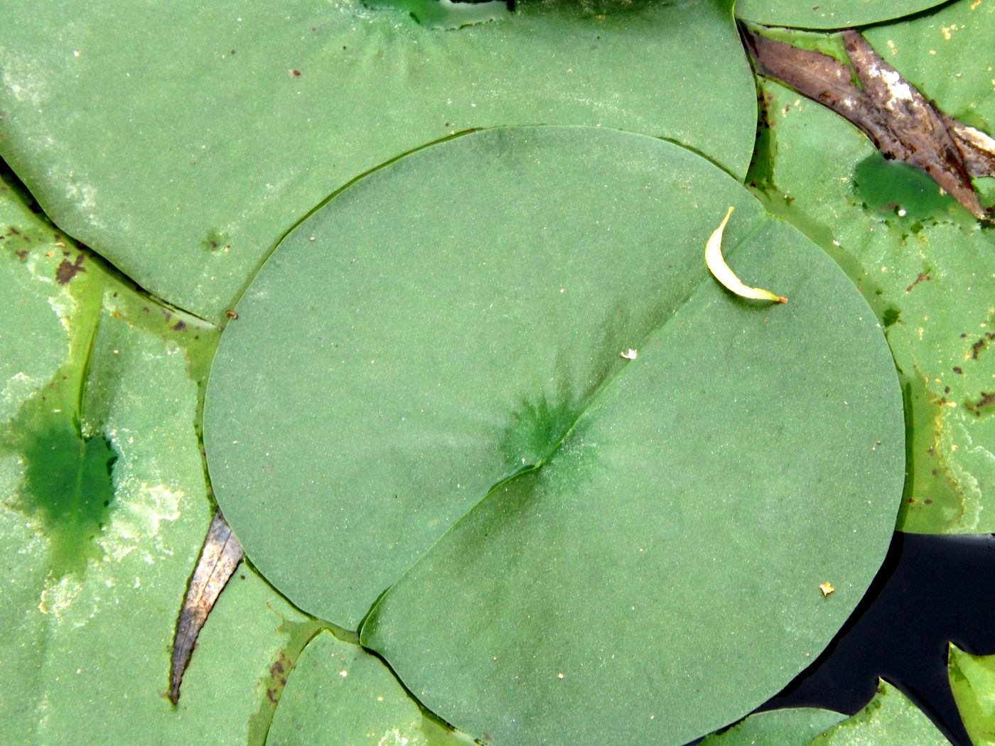 Image of Nymphaea alba specimen.