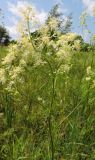 Thalictrum lucidum