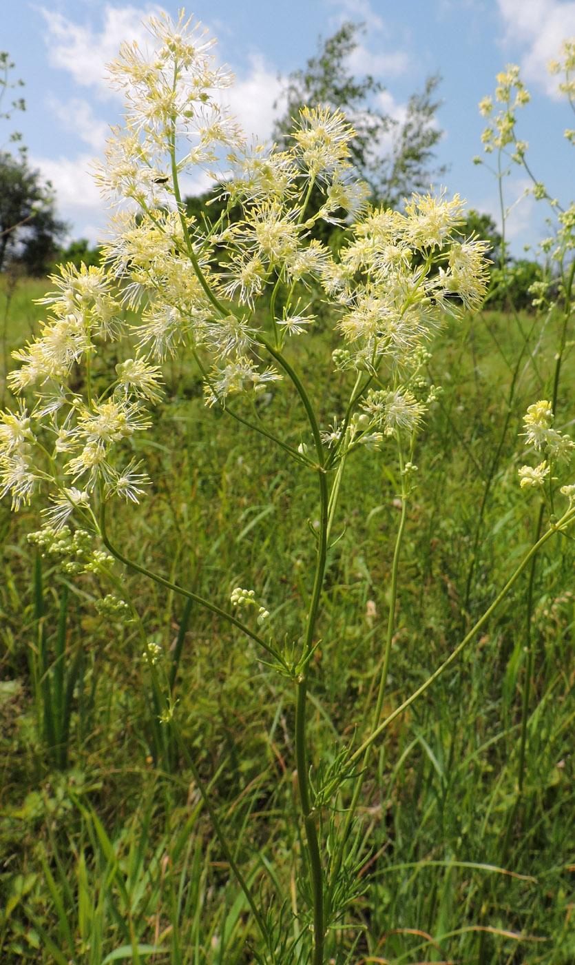 Image of Thalictrum lucidum specimen.