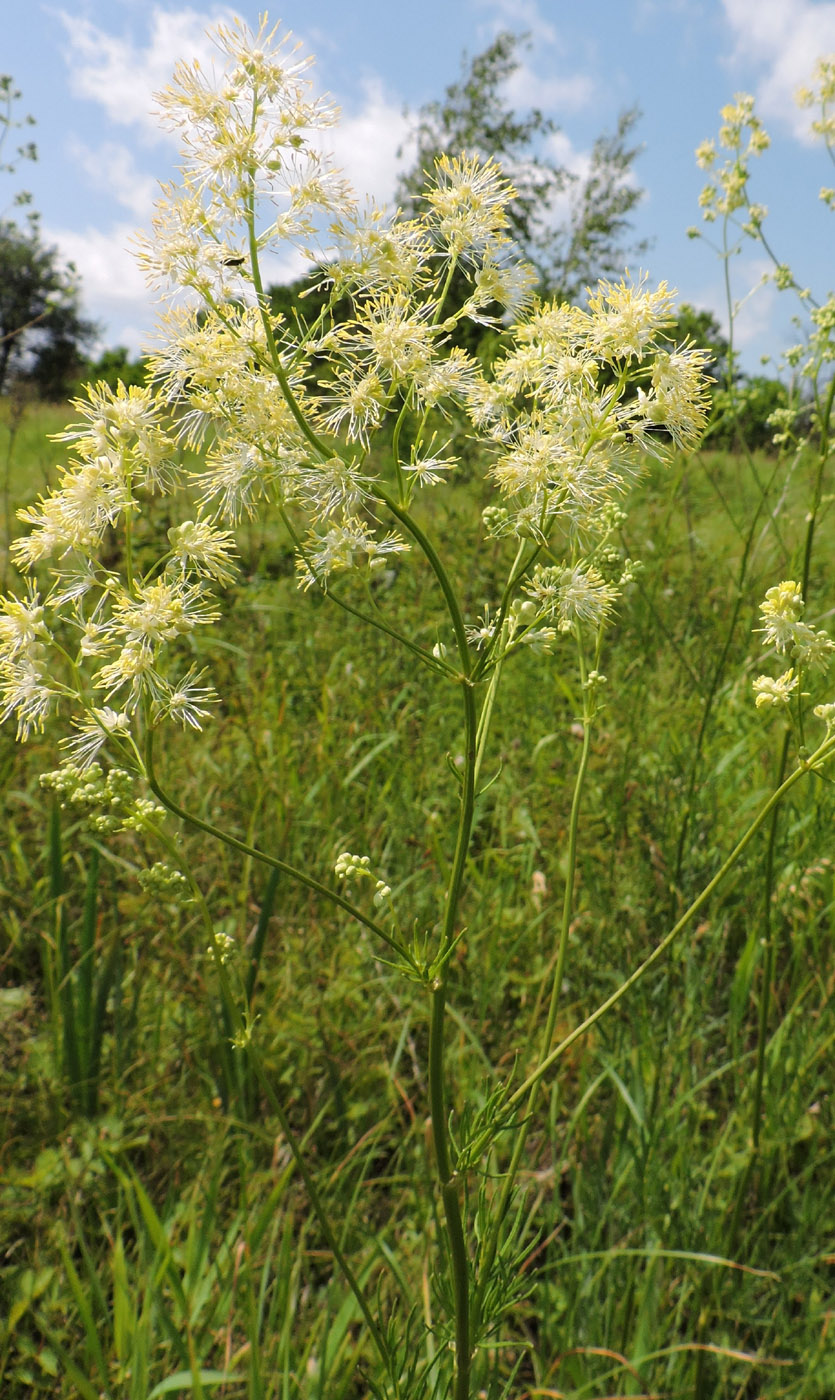 Изображение особи Thalictrum lucidum.