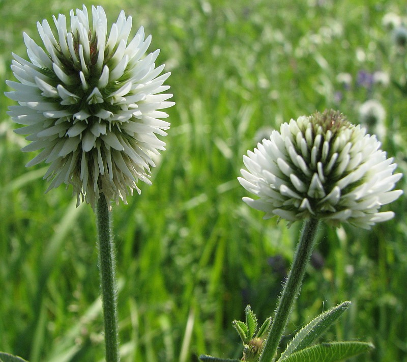 Изображение особи Trifolium montanum.