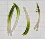 Heliconia stricta