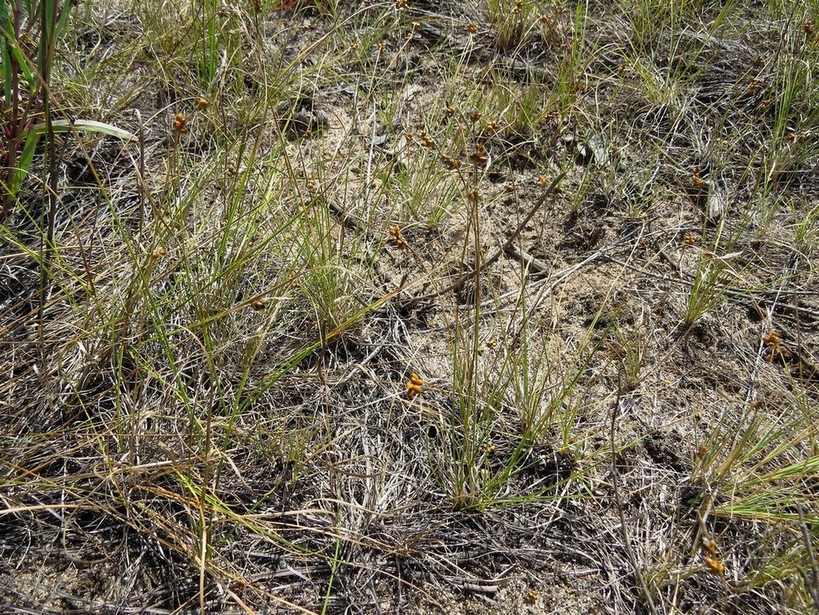 Image of Carex supina specimen.