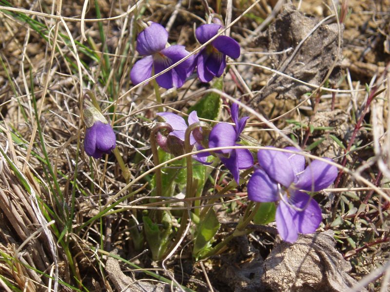 Изображение особи Viola ambigua.