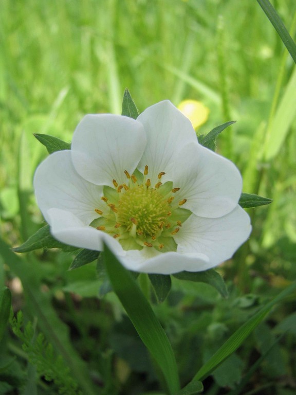 Image of Fragaria × ananassa specimen.