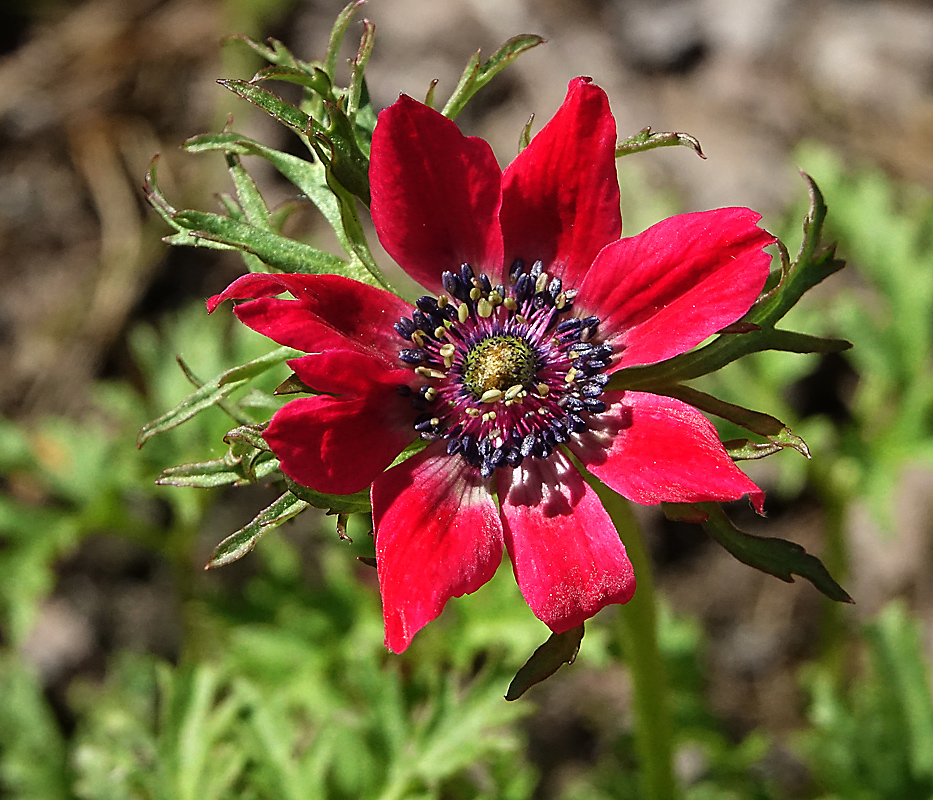 Изображение особи Anemone coronaria.