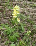 Corydalis bracteata