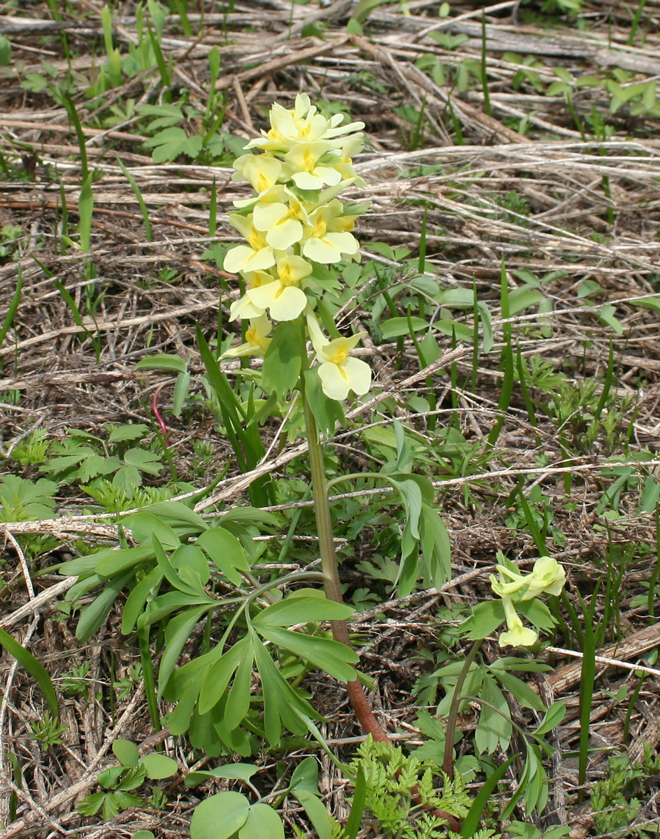 Image of Corydalis bracteata specimen.