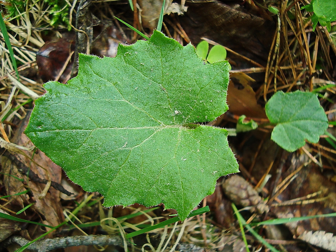 Изображение особи Tussilago farfara.