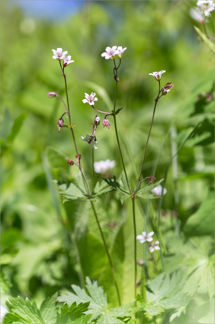 Image of genus Geranium specimen.