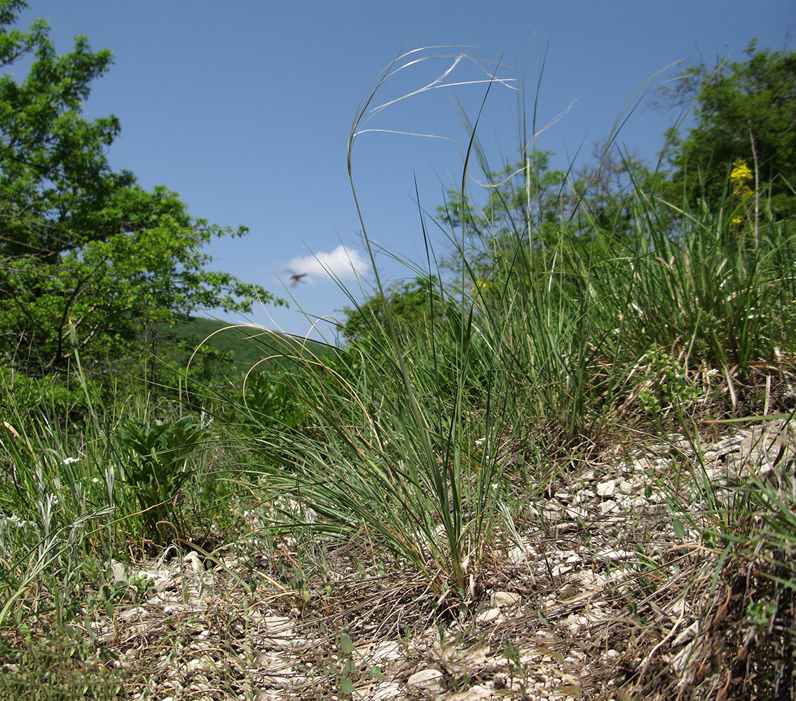 Image of Stipa pulcherrima specimen.