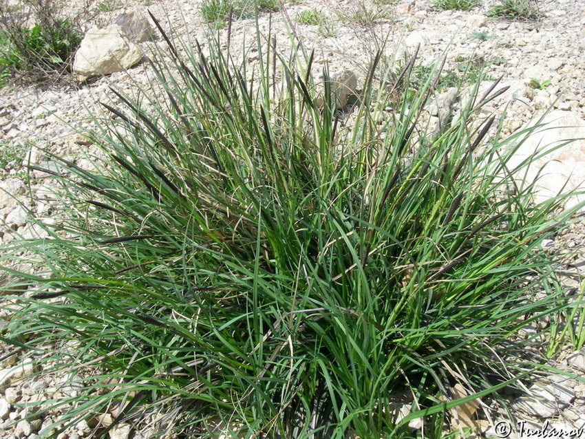 Image of Carex melanostachya specimen.